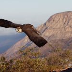 Private Raptor Experience with Sky Falconry